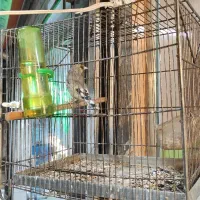 سهره نر 3 ساله