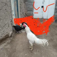 دو تا جوجه خروس لاری ۵ماهه و ۱ماهه|حیوانات مزرعه|اهر, |دیوار