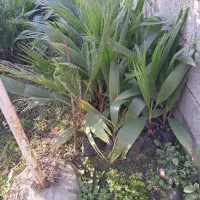 پالم نایلکسی|خدمات باغبانی و درختکاری|نوشهر, |دیوار