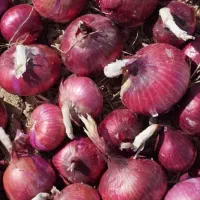 بذر پیاز قرمز درجه یک