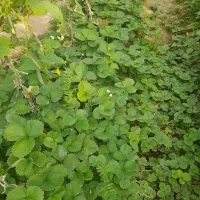 فروش نشای انواع توت فرنگی پاروس چهارفصل کاروسا|خدمات باغبانی و درختکاری|مشگین شهر, |دیوار