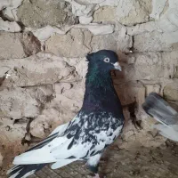 کفتر بوم ورنگه کله کاکلی سینه عتیقه پرشی