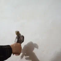 عروس هلندی|پرنده|تبریز, |دیوار