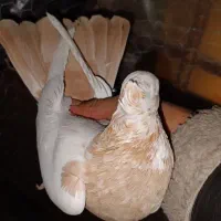 کبوتر پرشی طوقی دمبی ابلغ شازده|پرنده|شهریار, شهریار|دیوار