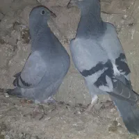 پلاکی اصیل|پرنده|دوتپه, |دیوار