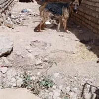 ژرمن شپرد|سگ|ششده و قره بلاغ, |دیوار