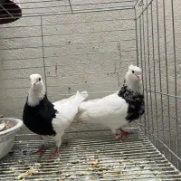 کبوتر طوقی مولد با جوجه