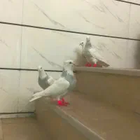 طوقی آبی زرین