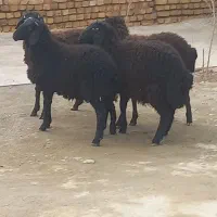 بره‌نر‌پرواری