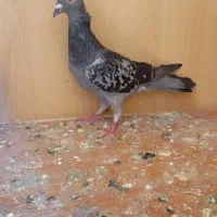 ی عدد کفتر|پرنده|محمدیه-قزوین, |دیوار