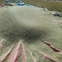 فروش کاه ماشک - باشت