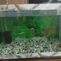 آکواریم وماهی و لوازم