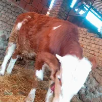 گوساله سمینتال فروشی