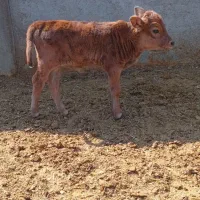 گوساله شیری