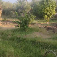 100 تا درخت دوساله خرما و 10تا درخت پرتقال نارنج|فروش زمین و ملک کلنگی|ریگان, |دیوار