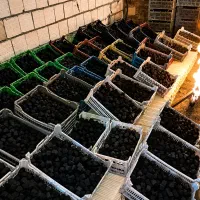 زغال حبه ای پوست گردو و پسته