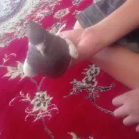 کله قرمز کاکلی نر