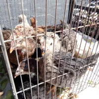 جوجه مرغ دو ماهه گلین