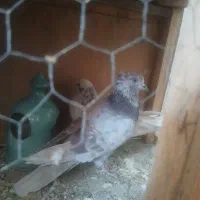 کفتر پرشی|پرنده|ساوه, |دیوار