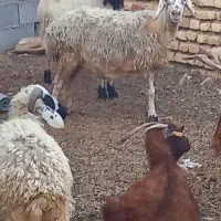 گوسفند فروشی|حیوانات مزرعه|مهریز, |دیوار