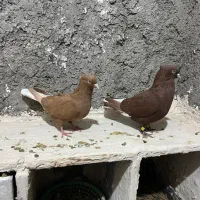 جفت دم سفید