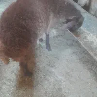 بره ماده هترو
