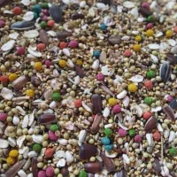 دان «الماس» مخوص طوطی سانان