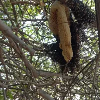 عسل محلی با موم وصاف شده موجود مقدار محدود|خوردنی و آشامیدنی|اسیر, |دیوار