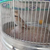 .سهره.سقا.بخون