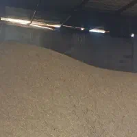 فروش کاه طلایی گندم