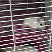 همستر کمپل با قفس