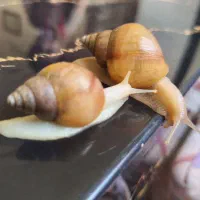 حلزون