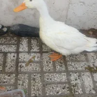 اردک پنج ماهه