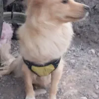 گمشده|حیوانات|بم, |دیوار