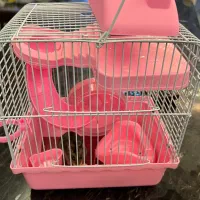 همسترطوسی خوشگل