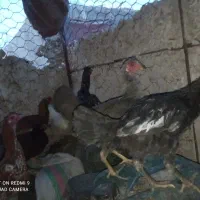 نوچه و جوجه خروس شروایی