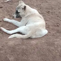 طوله سگ.|سگ|جوین, |دیوار