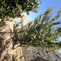 باغ سرسبز و بِکر/۳۱۹ متر،محصور شده|فروش زمین و ملک کلنگی|اسلام‌شهر, شهرک محمدیه|دیوار