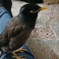 مرغ مینا گم شده