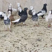 کفتر کبوتر بازی رسید