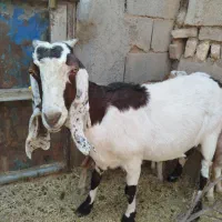 بز دورگ باکره نر|حیوانات مزرعه|مهریز, |دیوار