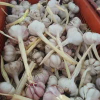 سیر پوست کنده
