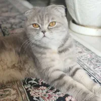 فروش گربه اصیل اسکاتیش ماده|گربه|پردیس, فاز ۱۱|دیوار