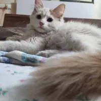 واگذاری گربه 3ماهه