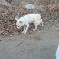 یک عدد پاکوتاه نر دوساله نژاد فیندو سرابی دم فر|سگ|اهر, |دیوار