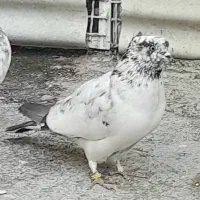 کفتر گرفتنی