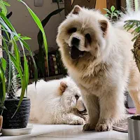 چاو چاو ماده یکسالو نیم