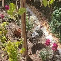 مرغ سبرایت مینیاتوری