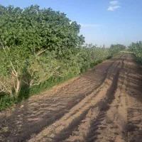 زمین پسته ای راین فیض اباد|فروش دفتر صنعتی، کشاورزی، تجاری|راین, |دیوار