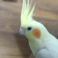 عروس هلندی لوتینو نر سخنگو